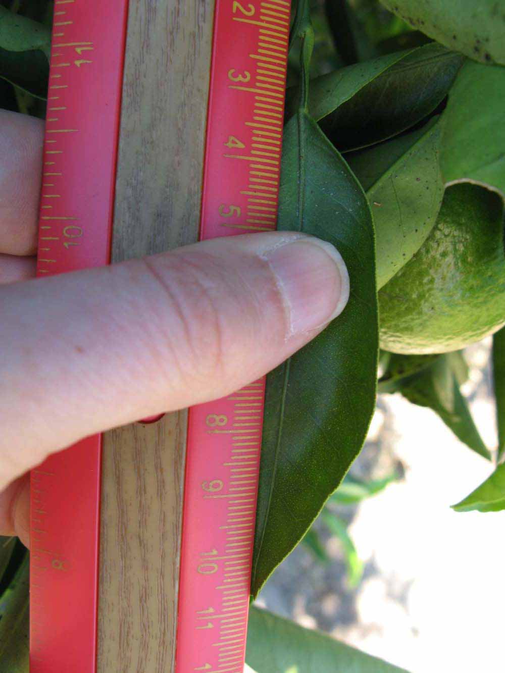              Unifoliolate leaf (Winter Haven, FL)       